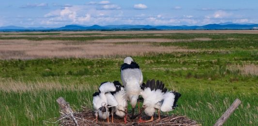 Cina: Heilongjiang, inizia fase chiave per riproduzione di uccelli migratori (2)