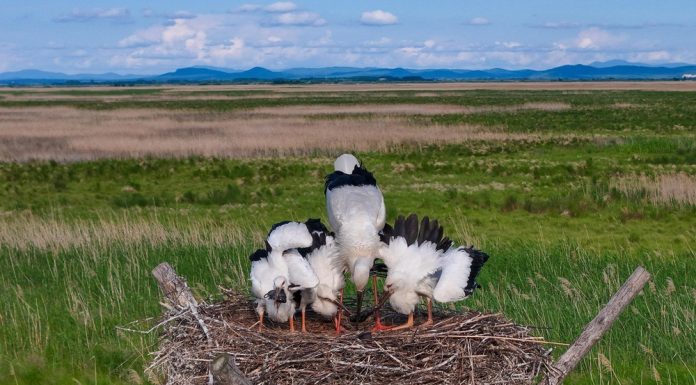 Cina: Heilongjiang, inizia fase chiave per riproduzione di uccelli migratori (2)