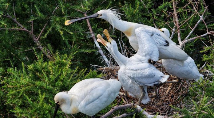 Cina: Heilongjiang, inizia fase chiave per riproduzione di uccelli migratori (3)