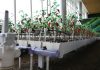 Cina: robotica e IA al servizio dell’agricoltura (2)