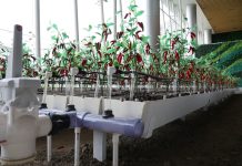 Cina: robotica e IA al servizio dell’agricoltura (2)