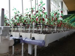 Cina: robotica e IA al servizio dell’agricoltura (2)
