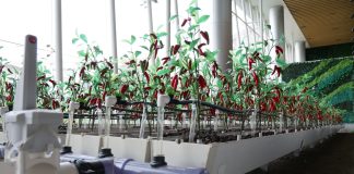 Cina: robotica e IA al servizio dell’agricoltura (2)