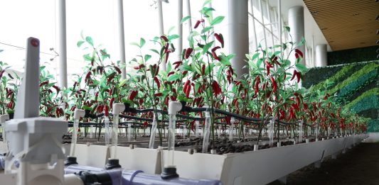Cina: robotica e IA al servizio dell’agricoltura (2)