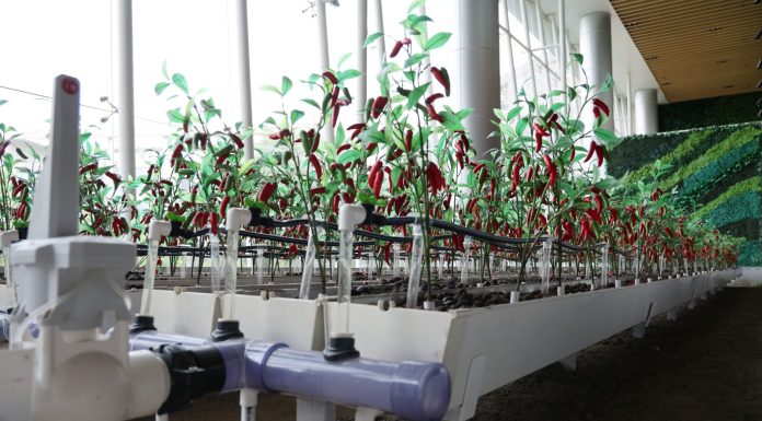 Cina: robotica e IA al servizio dell’agricoltura (2)