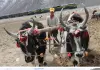 Cina: la ferrovia Qinghai-Xizang cambia la vita nelle campagne (1)