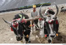 Cina: la ferrovia Qinghai-Xizang cambia la vita nelle campagne (1)