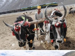Cina: la ferrovia Qinghai-Xizang cambia la vita nelle campagne (1)