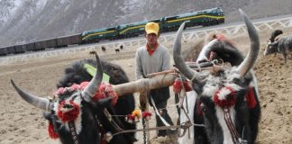 Cina: la ferrovia Qinghai-Xizang cambia la vita nelle campagne (1)