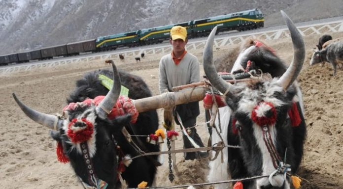 Cina: la ferrovia Qinghai-Xizang cambia la vita nelle campagne (1)