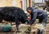 Cina: la ferrovia Qinghai-Xizang cambia la vita nelle campagne (2)