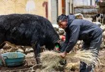 Cina: la ferrovia Qinghai-Xizang cambia la vita nelle campagne (2)