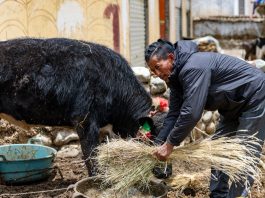 Cina: la ferrovia Qinghai-Xizang cambia la vita nelle campagne (2)