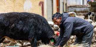 Cina: la ferrovia Qinghai-Xizang cambia la vita nelle campagne (2)