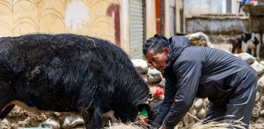 Cina: la ferrovia Qinghai-Xizang cambia la vita nelle campagne (2)