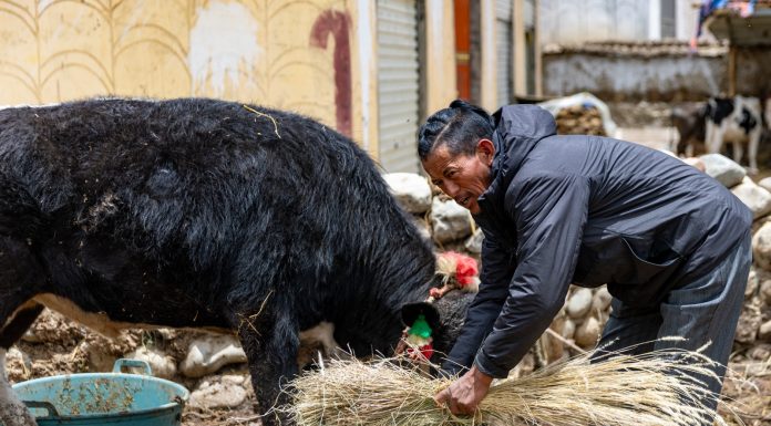 Cina: la ferrovia Qinghai-Xizang cambia la vita nelle campagne (2)