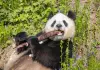 Cina: panda giganti tra tutela e nuove generazioni (1)