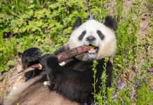 Cina: panda giganti tra tutela e nuove generazioni (1)