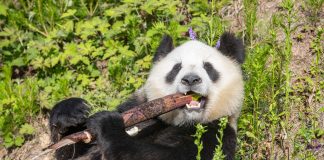 Cina: panda giganti tra tutela e nuove generazioni (1)