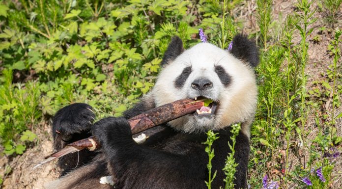 Cina: panda giganti tra tutela e nuove generazioni (1)