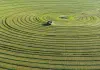 Cina: Mongolia Interna, coltura di foraggio pregiato blocca desertificazione (1)