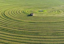 Cina: Mongolia Interna, coltura di foraggio pregiato blocca desertificazione (1)