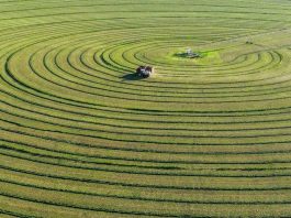 Cina: Mongolia Interna, coltura di foraggio pregiato blocca desertificazione (1)