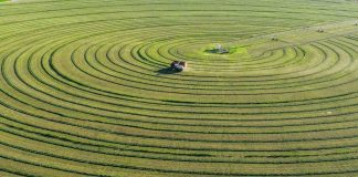 Cina: Mongolia Interna, coltura di foraggio pregiato blocca desertificazione (1)