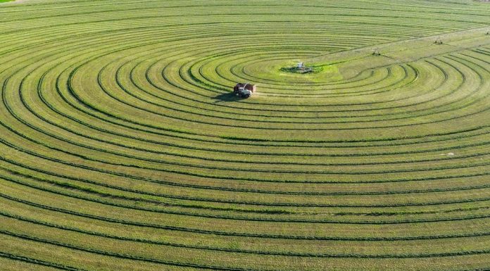 Cina: Mongolia Interna, coltura di foraggio pregiato blocca desertificazione (1)