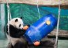 Cina: il panda Yuanbao festeggia 6 anni allo zoo di Taipei (1)