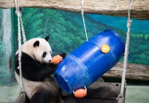 Cina: il panda Yuanbao festeggia 6 anni allo zoo di Taipei (1)