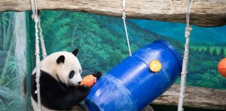 Cina: il panda Yuanbao festeggia 6 anni allo zoo di Taipei (1)