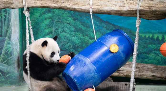 Cina: il panda Yuanbao festeggia 6 anni allo zoo di Taipei (1)