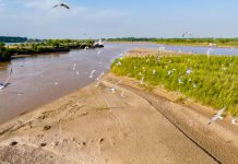 Cina: uccelli migratori lungo il Fiume Giallo nel Ningxia (1)