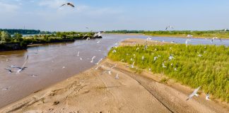 Cina: uccelli migratori lungo il Fiume Giallo nel Ningxia (1)