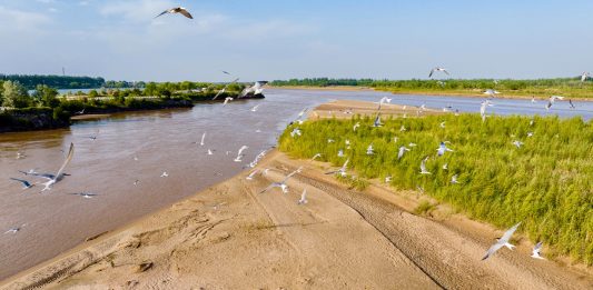 Cina: uccelli migratori lungo il Fiume Giallo nel Ningxia (1)