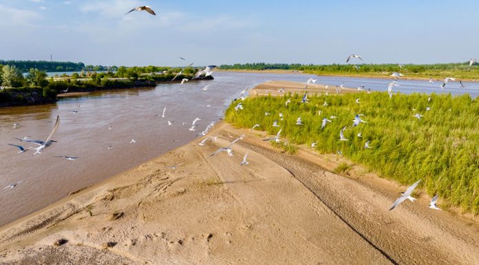 Cina: uccelli migratori lungo il Fiume Giallo nel Ningxia (1)