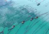 Cina: coltivazione di alghe Gracilaria al largo di Rongcheng (1)