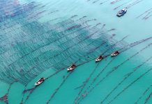 Cina: coltivazione di alghe Gracilaria al largo di Rongcheng (1)