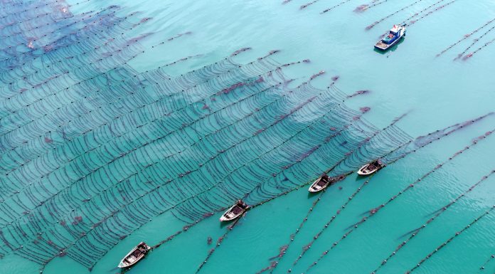 Cina: coltivazione di alghe Gracilaria al largo di Rongcheng (1)
