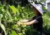 Cina: nell’Anhui gli zongzi sostengono l’economia locale (1)