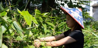 Cina: nell’Anhui gli zongzi sostengono l’economia locale (1)