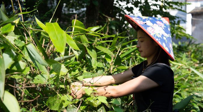 Cina: nell’Anhui gli zongzi sostengono l’economia locale (1)