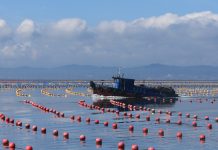Cina: coltivazione di alghe Gracilaria al largo di Rongcheng (2)