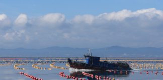 Cina: coltivazione di alghe Gracilaria al largo di Rongcheng (2)