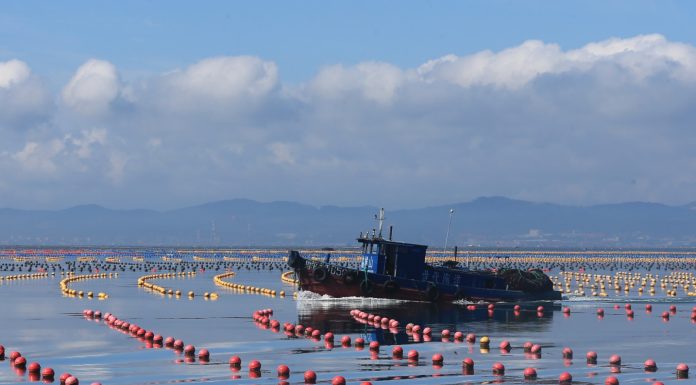 Cina: coltivazione di alghe Gracilaria al largo di Rongcheng (2)