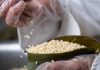 Cina: nell’Anhui gli zongzi sostengono l’economia locale (2)