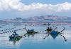 Cina: coltivazione di alghe Gracilaria al largo di Rongcheng (3)