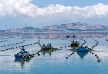 Cina: coltivazione di alghe Gracilaria al largo di Rongcheng (3)