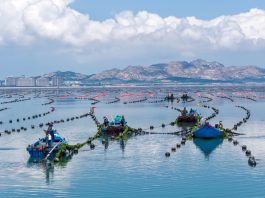 Cina: coltivazione di alghe Gracilaria al largo di Rongcheng (3)